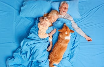 Perro en la cama de sus humanos.