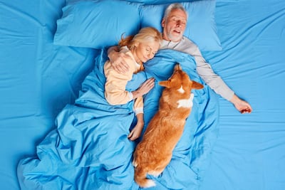 Perro en la cama de sus humanos.