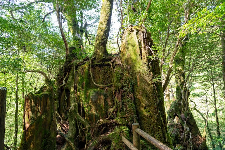 Yakusugiland Yakusugi, cedro japonés en Yakushima, Japón.