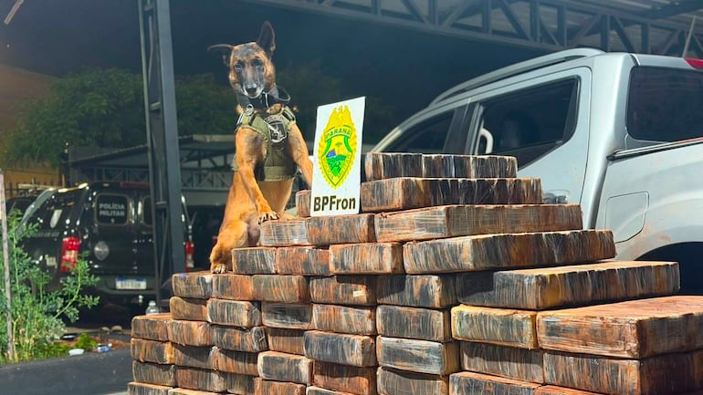Perro pastor belga con chaleco táctico frente a paquetes de droga, rodeado de vehículos policiales.