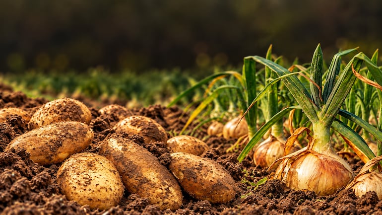 Papa y cebolla: MAG prevé casi G. 70.000 millones, ¿cuánto llega al productor? Papa y cebolla: MAG prevé casi G. 70.000 millones, ¿cuánto llega al productor?
