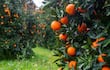 Mandarina: el mercado está, pero la fruta no