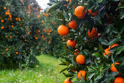 Mandarina: el mercado está, pero la fruta no