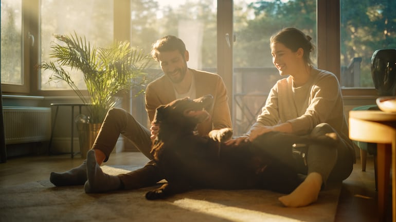 Perro disfruta cuando le tocan encima de la cola, imagen ilustrativa.