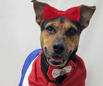 Laiki, la perrita heroína que murió tras ser apuñalada defendiendo a su dueño de un ataque.