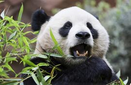 Un panda llamado Yun Chuan, uno de los dos pandas gigantes que se presentan al público por primera vez en el Zoológico de San Diego, en San Diego, California, EE.UU.