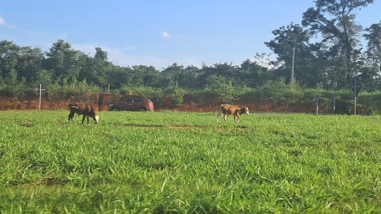 VDB Vacas sueltas en la rotonda del km 130 de la zona oeste de Coronel Oviedo,
