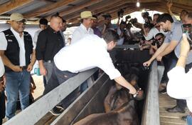 En la sede de la Asociación Rural del Paraguay (ARP) regional Ñeembucú, se realizó el lanzamiento de la campaña de vacunación contra la fiebre aftosa y la implementación del Sistema de Identificación Animal Paraguay (SIAP). En la foto el presidente de SENACSA José Carlos Martin, aplica una dosis de la vacuna a un ganado.