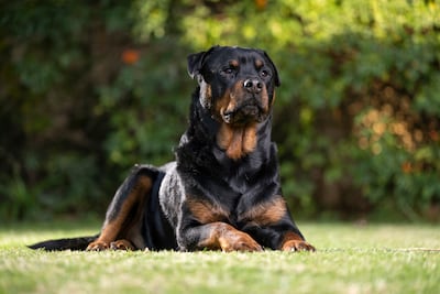 Perro de la raza rottweiler
