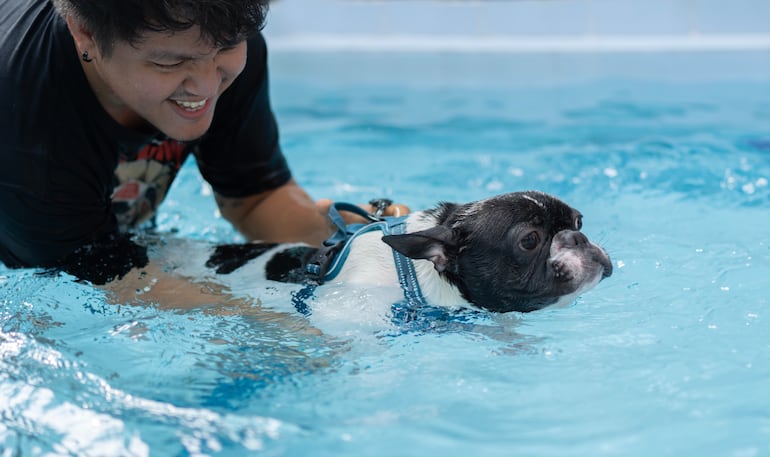 Perro bulldog francés recibe ayuda para nadar.
