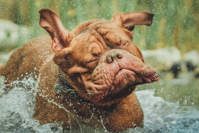 Perro dogo de Bordeaux en el agua.