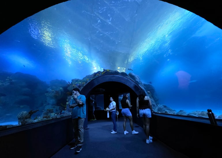 Experiencia inmersiva.