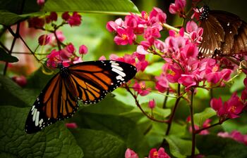 Las mariposas en EE.UU. están desapareciendo: te contamos el motivo.