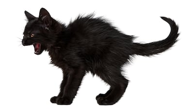 ¿Qué significa que un gato erice el pelo?