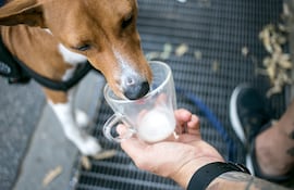 Un perro toma leche de la taza de un humano.