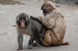 Un macaco japonés macho de siete meses llamado Punch (izq.), que fue abandonado por su madre poco después de nacer, es acicalado por otro mono en el zoológico y jardín botánico de la ciudad de Ichikawa, en la prefectura de Chiba, el 18 de marzo de 2026.