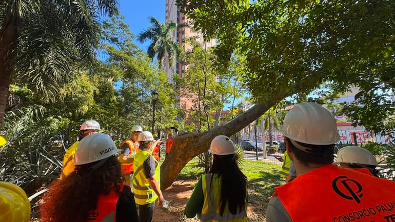 Trabajadores con cascos blancos y chalecos amarillos observan un árbol en la Plaza Uruguaya bajo un cielo soleado.