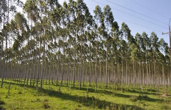 Plantaciones de eucalipto afectan el suelo en Caaguazú, Guairá y Caazapá, según un estudio científico.