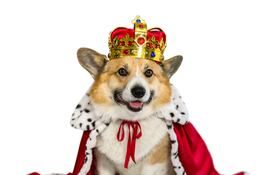 Perro de la raza corgi disfrazado de rey.