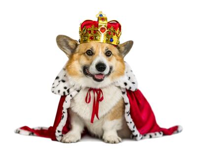 Perro de la raza corgi disfrazado de rey.