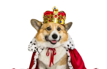 Perro de la raza corgi disfrazado de rey.