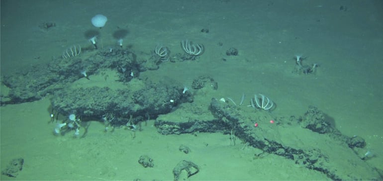 Hallan el mayor cementerio de ballenas conocido, con restos de 3,5 millones de años - Ciencia