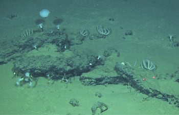 Imagen tomada desde el sumergible chino Fendouzhe, de algunos de los restos de 'caída de ballenas' que forman el cementerio más grande, profundo y antiguo de estos animales.
