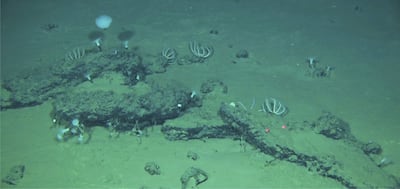 Imagen tomada desde el sumergible chino Fendouzhe, de algunos de los restos de 'caída de ballenas' que forman el cementerio más grande, profundo y antiguo de estos animales.