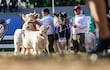 Desde la ARP indican que esperan aumentar la cantidad de animales para las exposiciones ganaderas.