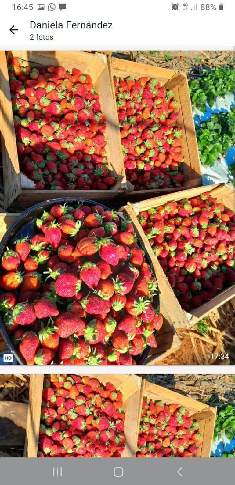 Frutillas producidas en Santa Rosa, Misiones