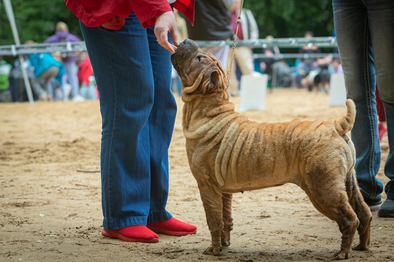 Perro de la raza shar pei, un perro con muchas arrugas.