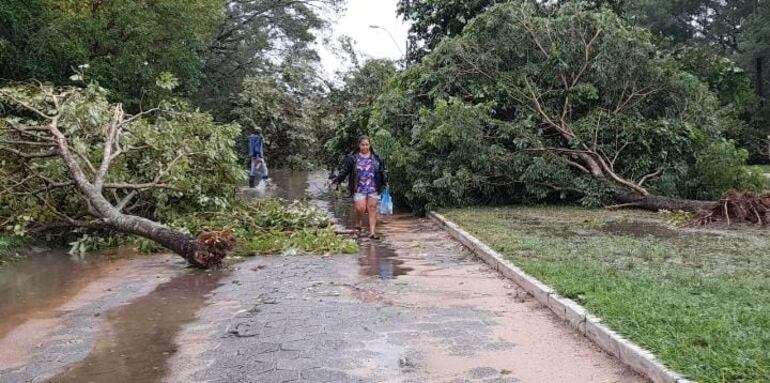 Numerosos árboles caídos en el barrio Puerto Nuevo de la ciudad de Pilar, luego del paso de una rafaga de vientos que alcanzó los 100 km/h.