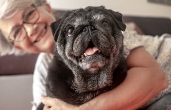 Pug anciano.