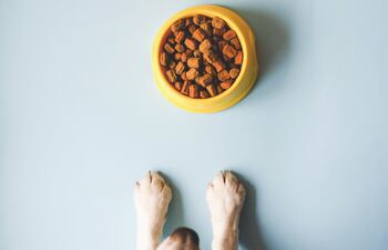 Concepto de alimentación en cachorros.