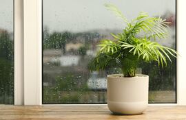 Planta en una maceta, cerca de una ventana en un día lluvioso.