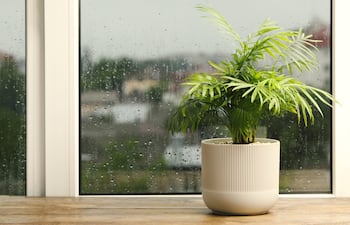 Planta en una maceta, cerca de una ventana en un día lluvioso.