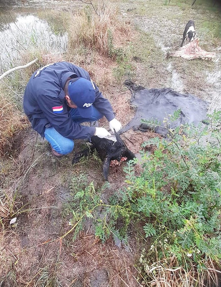 Los intervinientes lograron la incautación de varias evidencias, incluyendo cueros y restos del animal faenado.