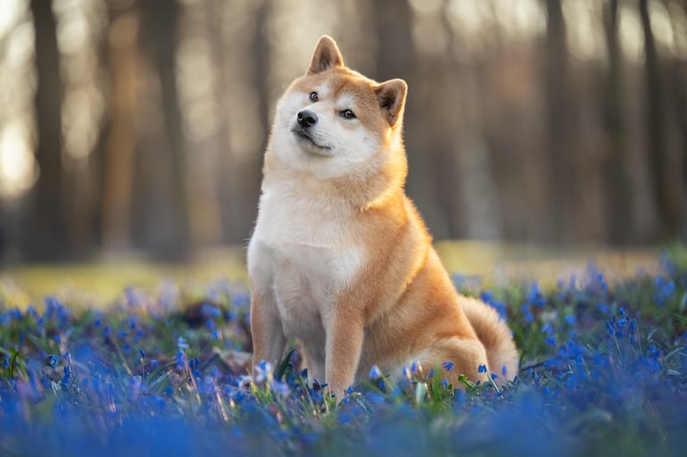 Perro de la raza Shiba inu.