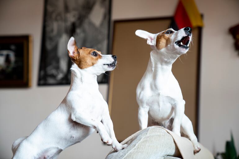 Perros jack russell terrier ladrando.