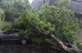 Sobre Fulgencio R. Moreno casi Caballero, dos frondosos árboles ubicados a pocos metros de distancia cayeron uno tras otro,