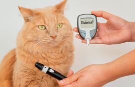 Muestra de azúcar en sangre en gatos.
