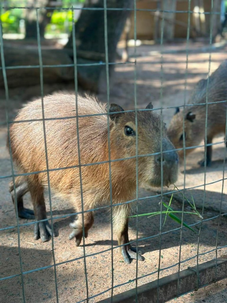 Dos capibaras de pelaje marrón alimentándose en su jaula, rodeadas de árboles en el Zoológico de Asunción.