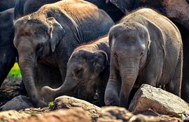 Los elefantes pasean por el Orfanato de Elefantes de Pinnawala en Pinnawala. El principal orfanato de elefantes de Sri Lanka celebró su 50º aniversario el 16 de febrero con un festín de frutas para los 68 paquidermos del emblemático centro, considerado el primer hogar de cuidado del mundo para elefantes en situación de desamparo.