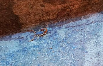 Un escorpión pequeño se desplaza sobre una superficie de concreto en un entorno urbano.