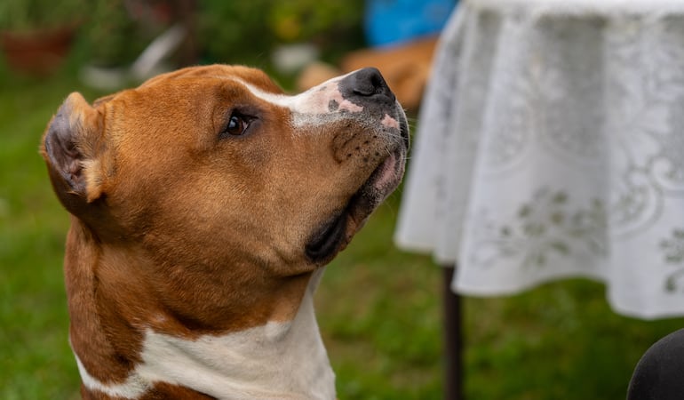 Perro American Staffordshire Terrier.
