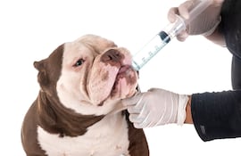 Desparasitación en perros.