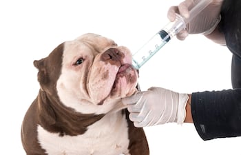 Desparasitación en perros.