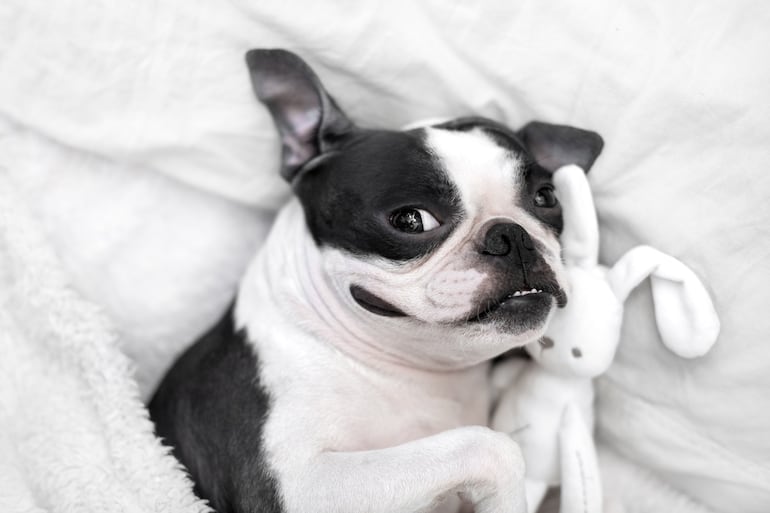 ¿Por qué los Boston Terrier roncan tanto?