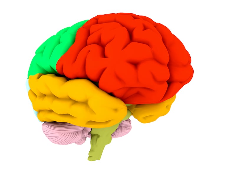 Cerebro, ilustración.