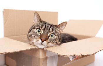 Gato en una caja